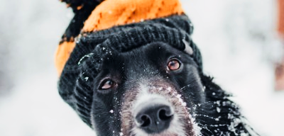 Look after your pets in a cold house